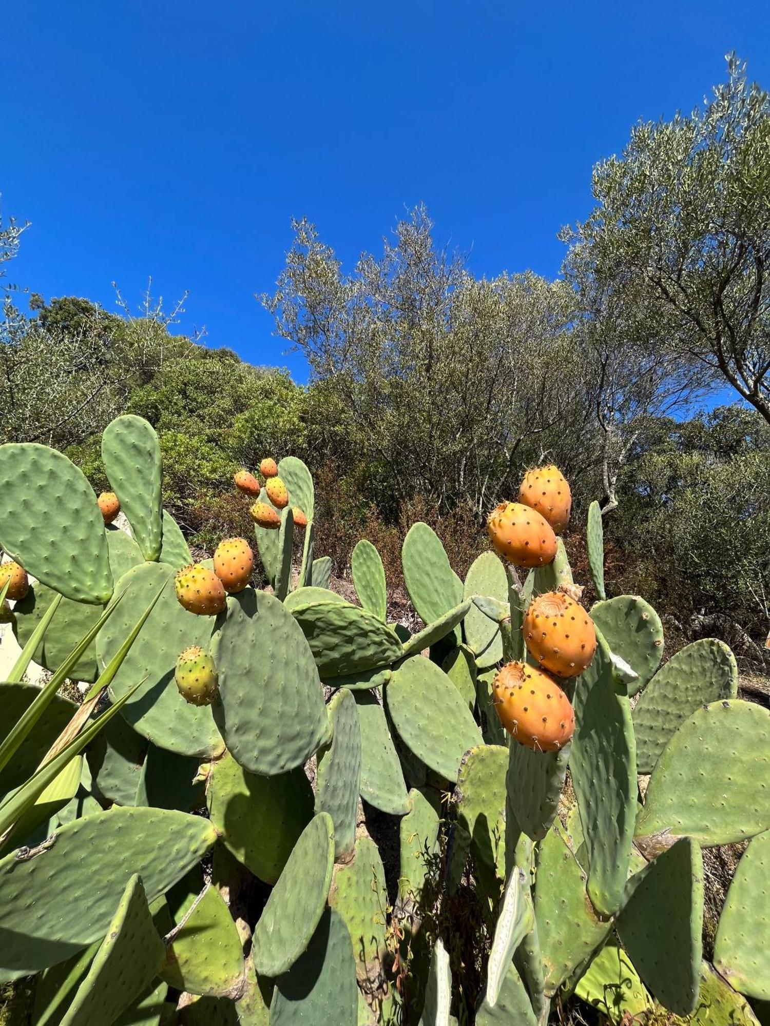 Venti Di - Levante & Grecale Olbia
